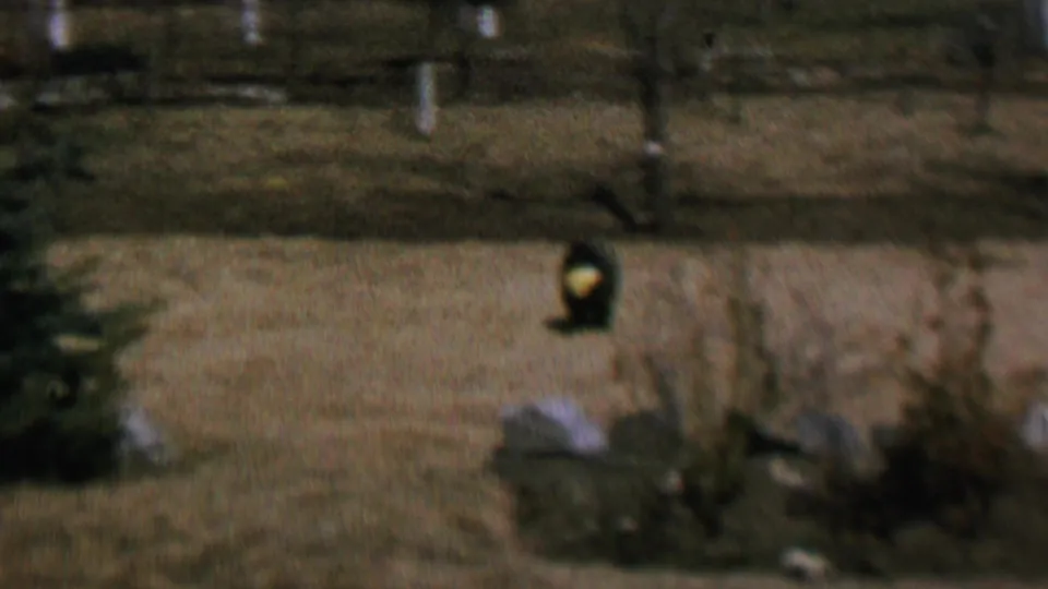 A dark dog or similar animal stands in the yard in a soft 1964 home-movie frame, with low landscaping and a fence visible behind it.