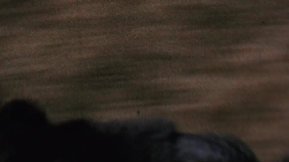 The final frame shows a blurred, low-exposure yard view with dark foreground shadow, low plantings, and open ground from the brief 1964 home-movie shot.