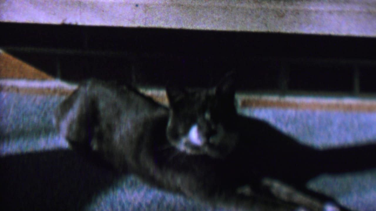 A black and white cat rests on a carpeted floor beneath low furniture in 1962 St. Paul home-movie footage.