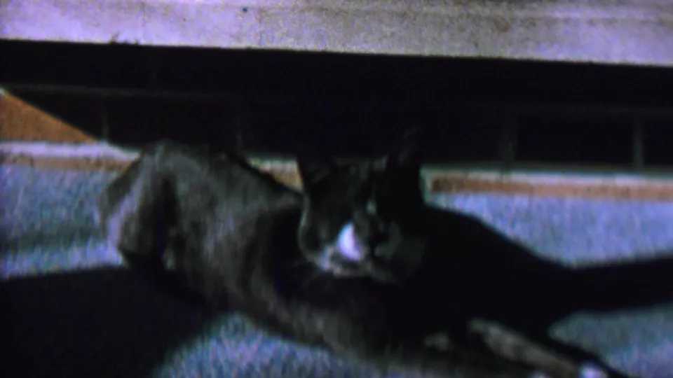 A black and white cat rests on a carpeted floor beneath low furniture in 1962 St. Paul home-movie footage.