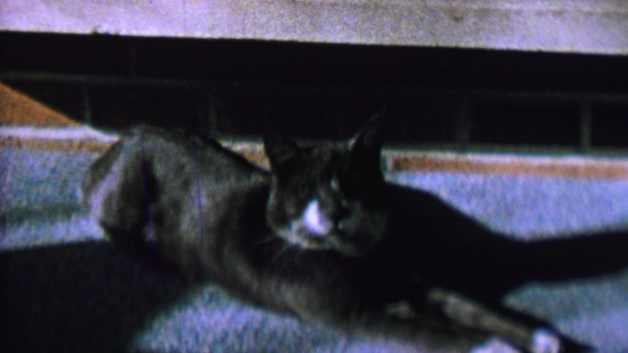 Black and white cat facing the camera while lying on carpet.