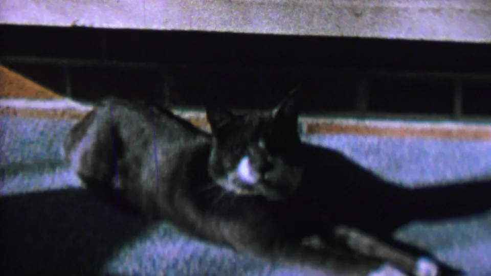 The cat remains lying on the carpet with its ears raised and white muzzle visible in the dim 8mm interior frame.