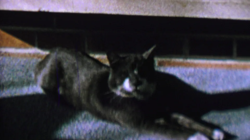 A black and white cat lies partly in shadow beneath furniture, with its white paws and muzzle standing out against the darker fur.