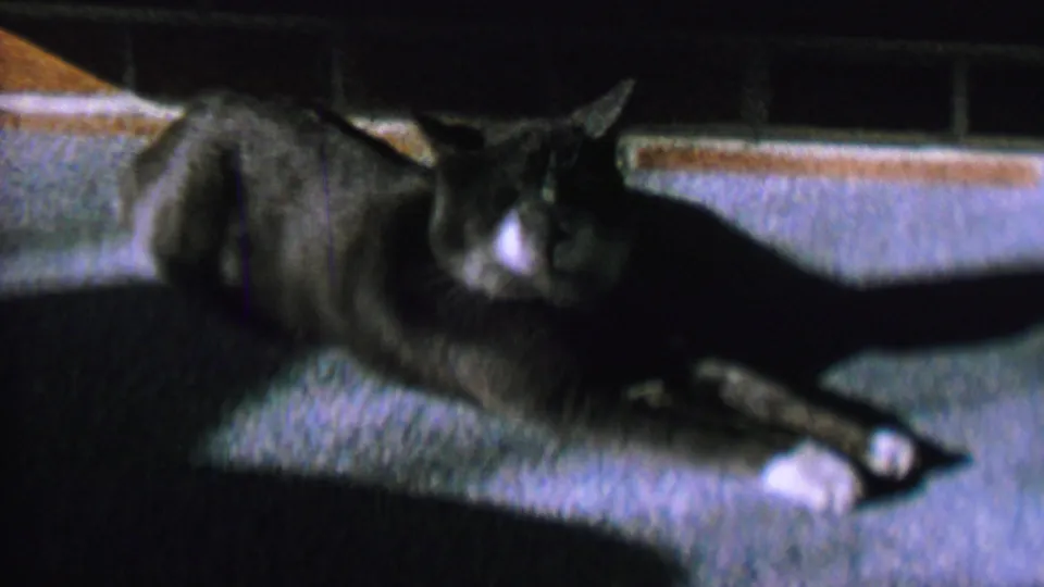 The cat appears stretched out on the carpet under low furniture, with white paws, a white muzzle, and upright ears visible.