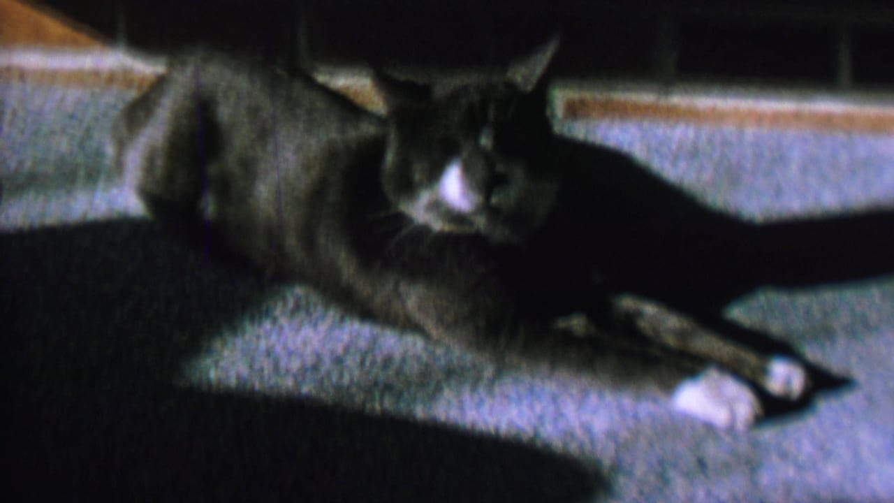 1962 U.S. 8mm home-movie frame showing a gray and white cat stretched out on a textured blue carpet, partly in shadow.