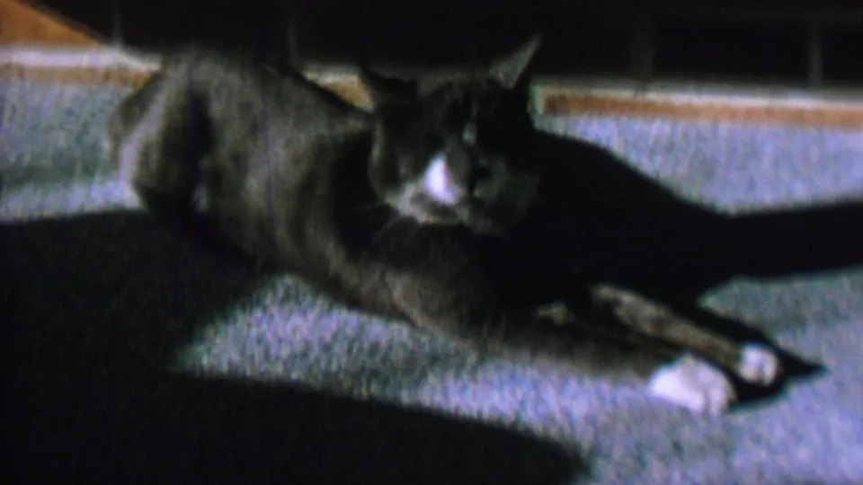 1962 U.S. 8mm home-movie frame showing a gray and white cat stretched out on a textured blue carpet, partly in shadow.