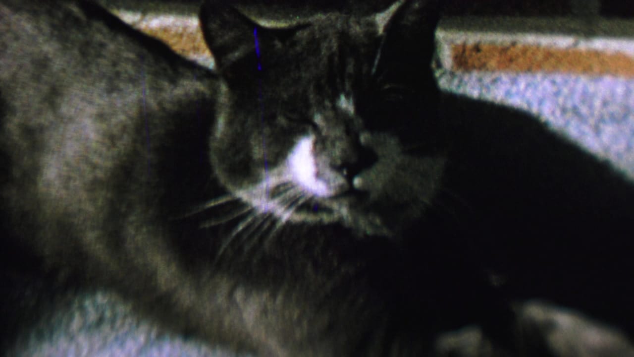 Close view of a gray and white cat resting with eyes partly closed.