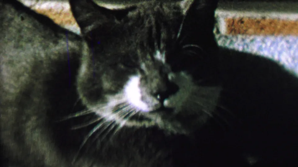 1962 8mm frame with the cat's face and shoulder close to the camera, showing white whiskers, gray fur, and shadowed carpet detail.