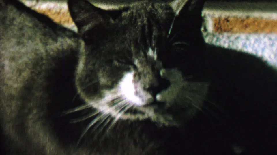 Close 1962 U.S. home-movie frame of the gray and white cat resting quietly, with its muzzle, whiskers, ear, and carpet visible.