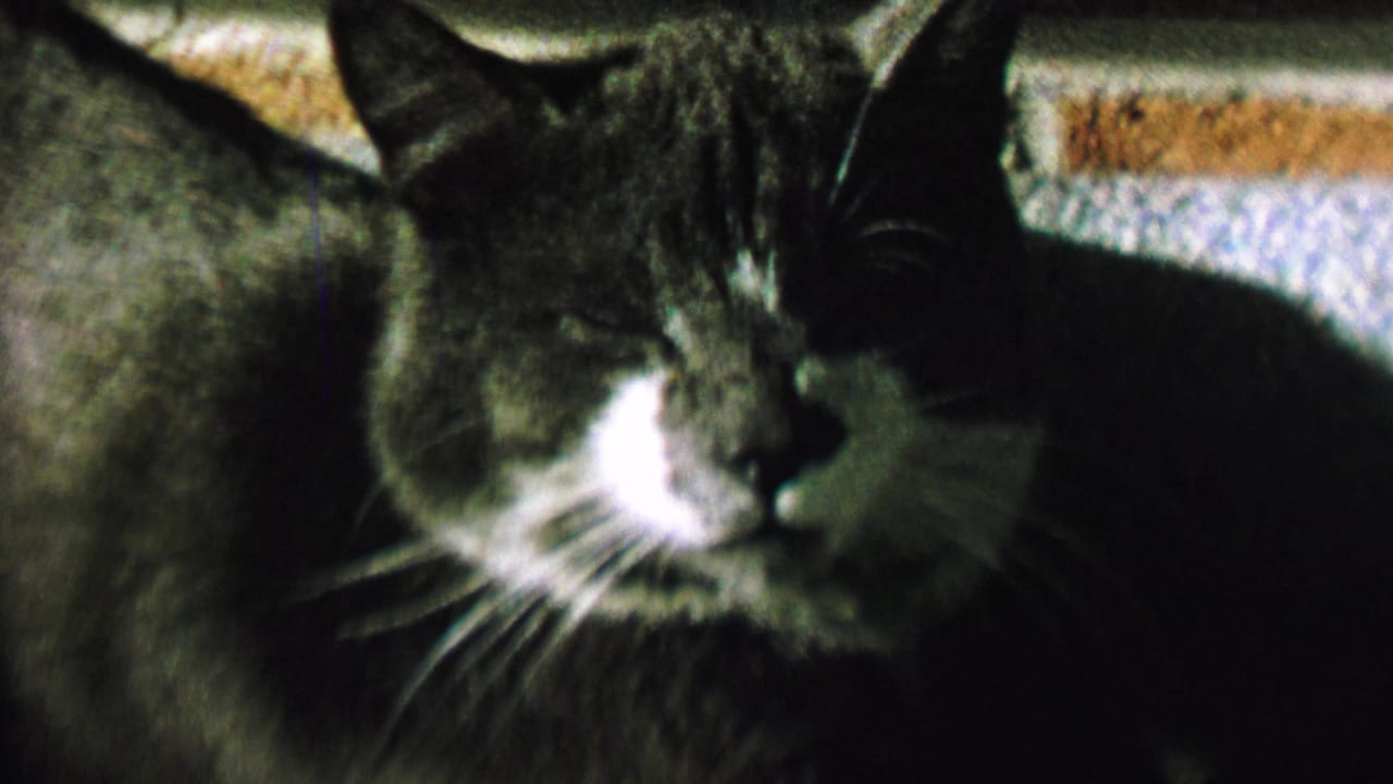 Close 1962 8mm home-movie frame of a gray and white cat in St. Paul, Minnesota, resting with a white muzzle, long whiskers, and mostly closed eyes against a dark textured background.
