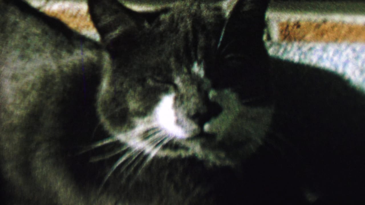 Gray and white cat lying in close-up with ears upright and eyes closed.