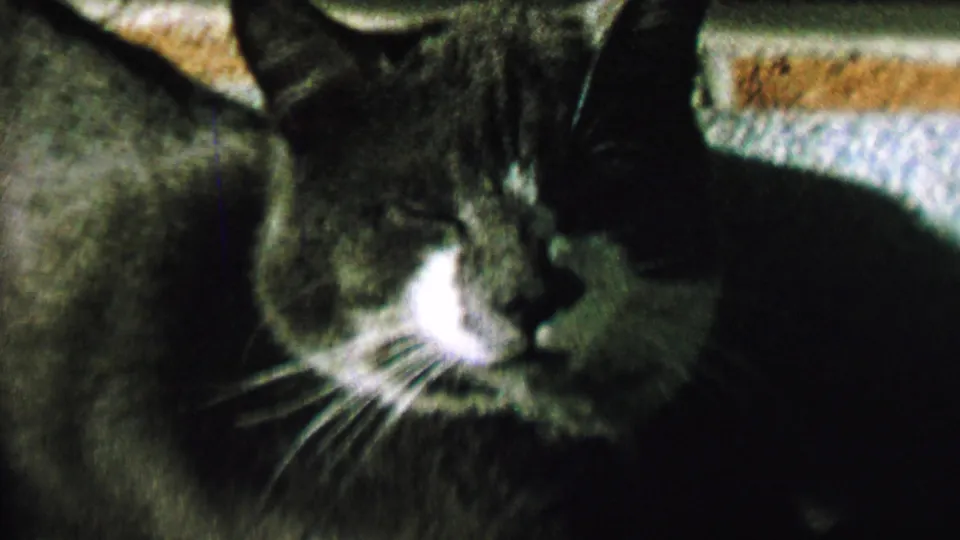 Close 1962 home-movie frame from St. Paul showing the gray and white cat resting in low light, with upright ears, a white muzzle, and its face turned slightly downward.
