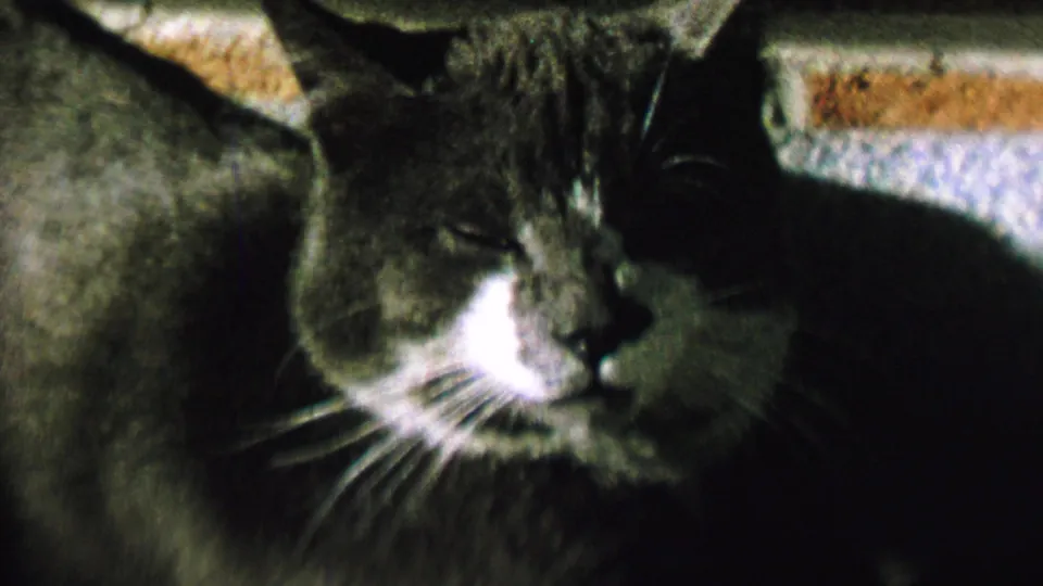 Soft 8mm frame of the gray and white cat resting indoors in St. Paul, Minnesota, with its head angled slightly, eyes closed, and whiskers visible in the dim exposure.