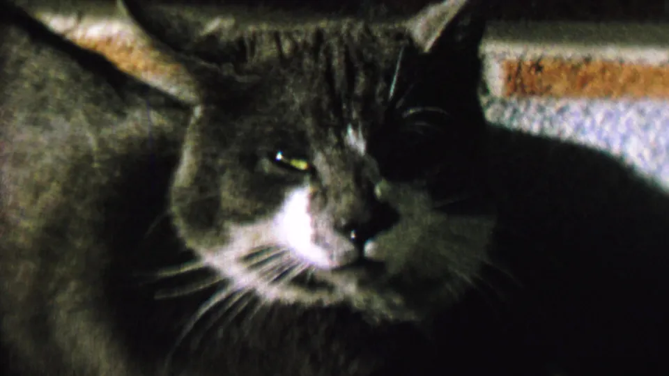 Final 1962 8mm close-up frame of the gray and white cat in St. Paul, Minnesota, with one eye catching light, a white muzzle, long whiskers, and dark fur filling the right side.