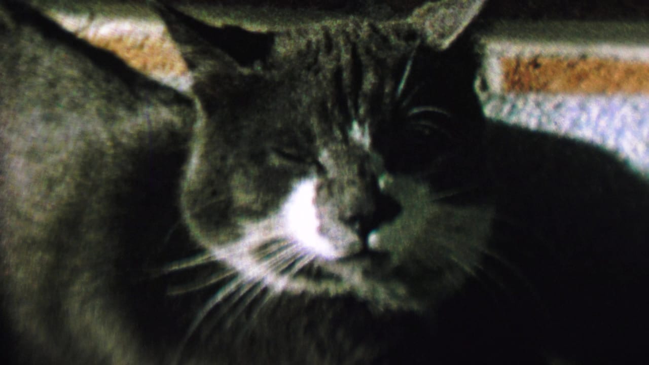 Gray-and-white cat with a white muzzle lying on textured carpet in 1962 home-movie footage from St. Paul, Minnesota.