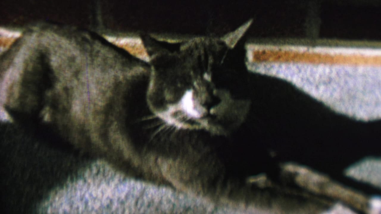 Gray-and-white cat stretched out on carpet near a dark background.