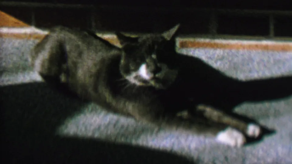 Domestic cat lying low with one paw extended on a carpeted floor in the supplied 1962 St. Paul home-movie clip.