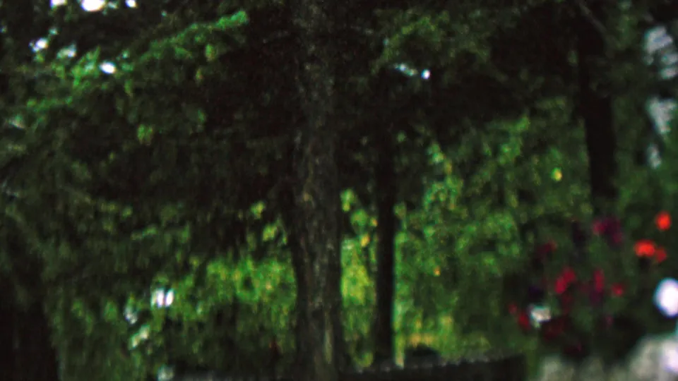 A softly focused wooded outdoor view shows green trees, shaded trunks, and small red flowers near the right edge of the frame.