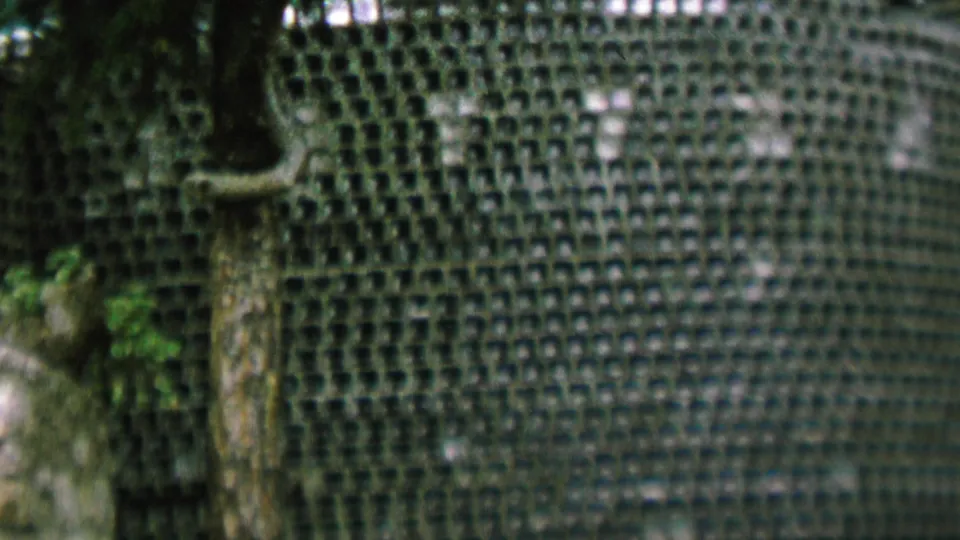 1962 St. Paul frame dominated by a green lattice or gridded wall, with dark vertical tree-like forms, foliage, and part of a pale stone marker near the left edge.