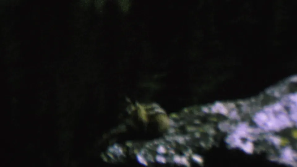 1962 St. Paul 8mm frame showing a small chipmunk-like animal beside pale rocks and deep shadow in a dim rocky setting.