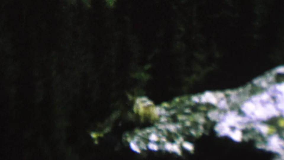 1962 St. Paul 8mm frame with a small chipmunk-like animal crouched on rocks, partly blurred against a dark low-light background.