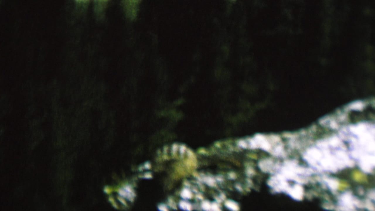 The chipmunk is partly framed by a dark tree trunk and pale rock surfaces in low-light 1962 8mm footage from the stated St. Paul, Minnesota setting.