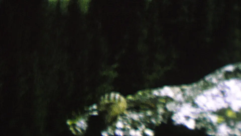 The chipmunk is partly framed by a dark tree trunk and pale rock surfaces in low-light 1962 8mm footage from the stated St. Paul, Minnesota setting.