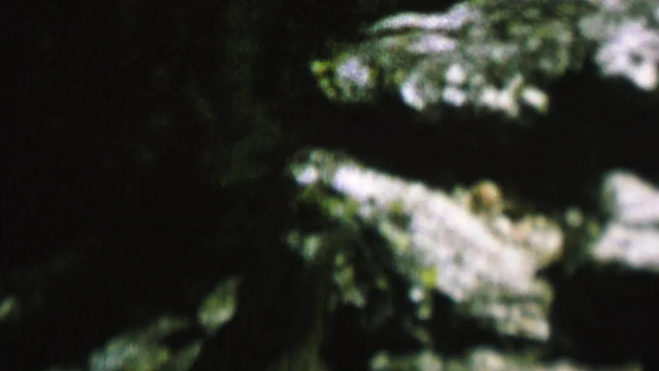 A softly focused chipmunk moves across shaded rocks, with dark forest foliage behind it in the 1962 home-movie frame.