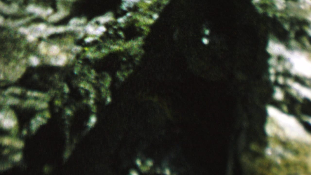 In this 1962 St Paul, Minnesota home-movie frame, a small chipmunk is partly visible among pale rocks and shaded evergreen growth.