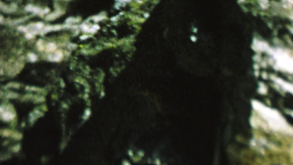 In this 1962 St Paul, Minnesota home-movie frame, a small chipmunk is partly visible among pale rocks and shaded evergreen growth.