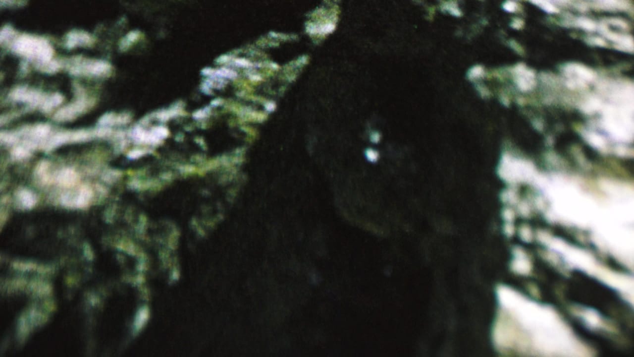 A soft 8mm frame shows the chipmunk near dark evergreen cover and pale rocky ground, with low-light green and brown tones.