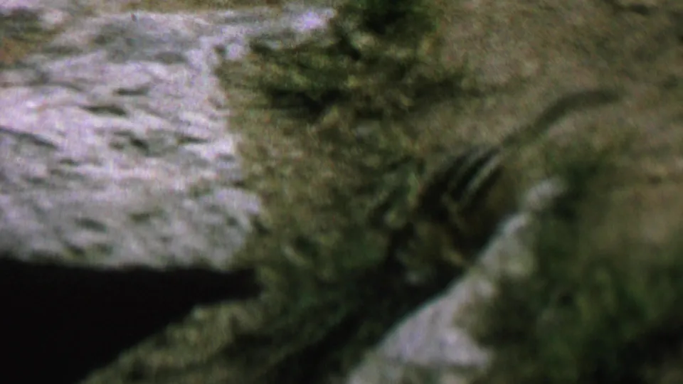 The chipmunk appears in a blurred close view as it crosses from a pale rock edge toward darker ground in the handheld 8mm footage.