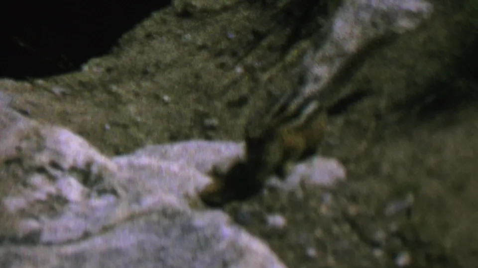 The final frame shows the chipmunk on rocky, uneven ground with its striped back visible beside a pale stone surface.