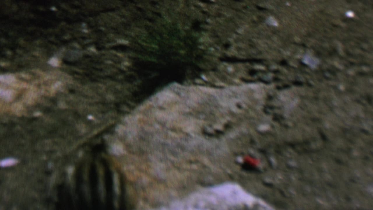 The chipmunk is partly visible near a pale rock on uneven outdoor ground, with tufts of grass, scattered stones, and a small red object in the frame.