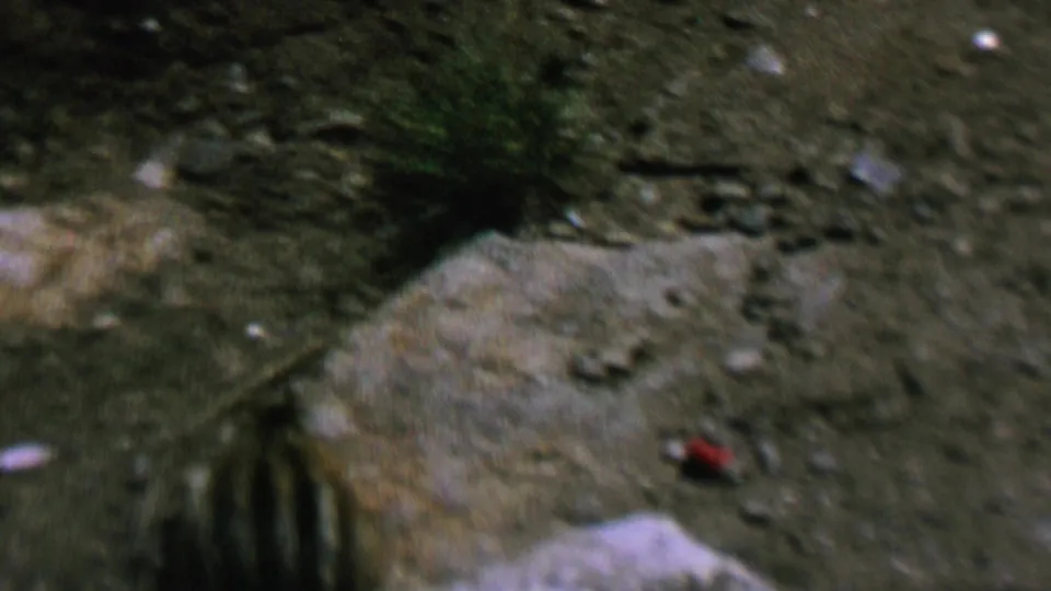 The chipmunk is partly visible near a pale rock on uneven outdoor ground, with tufts of grass, scattered stones, and a small red object in the frame.
