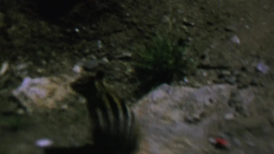 A striped chipmunk is caught near the lower edge of a rock in dark grainy 8mm footage, with stones, soil, grass, and scattered pale flecks around it.