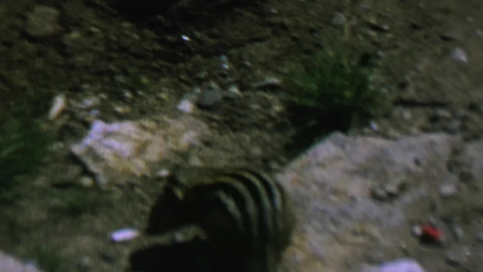 A striped chipmunk crouches or pauses beside a pale rock on gravelly outdoor ground, with sparse grass and a small red object visible in the 1962 home-movie frame.
