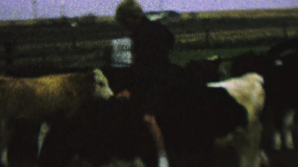 1962 home-movie frame from the St. Paul, Minnesota metadata showing a child in a light hat seated bareback on a cow among cattle in a fenced pasture.