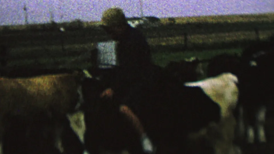 A grainy 8mm frame shows the child riding or sitting on a cow while several cattle stand close together in a fenced rural field.