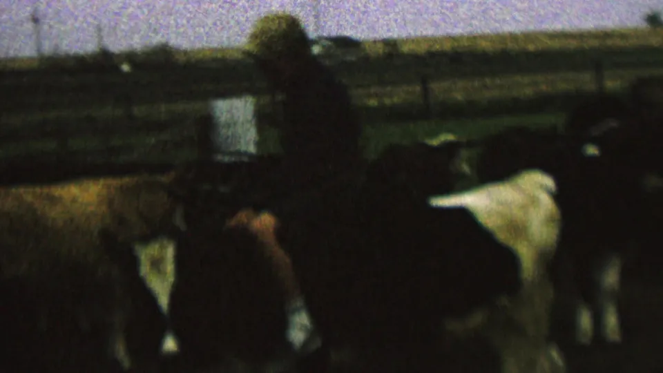 The child remains seated on the cow in a low-exposure 8mm frame, with cattle clustered around and a fence crossing the background field.