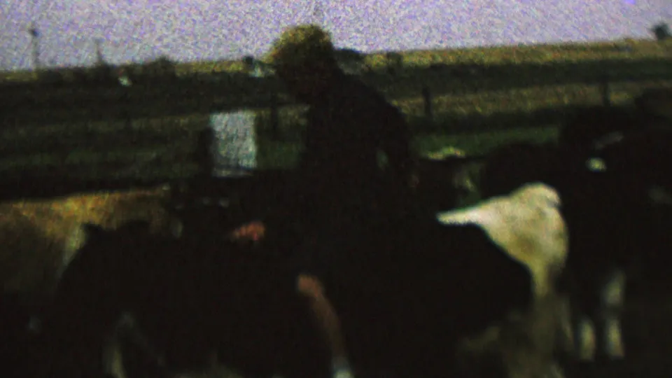 A faded 1962 8mm frame shows the child in a pale hat on a cow beside other cattle, with pasture fencing and rural fields behind them.