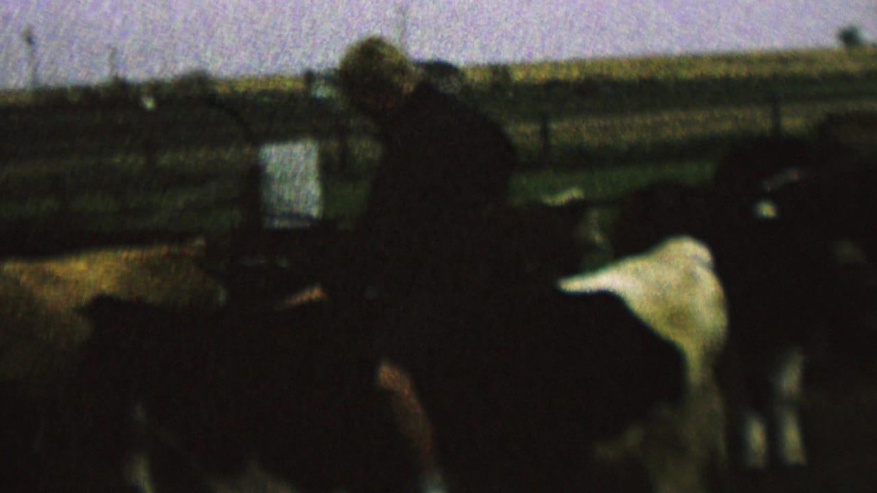 In this 1962 St. Paul, Minnesota 8mm frame, a young male rider in a cap sits on a dark cow inside a wooden corral with other cattle and open fields behind him.