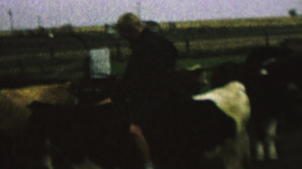 In this 1962 St. Paul, Minnesota 8mm frame, a young male rider in a cap sits on a dark cow inside a wooden corral with other cattle and open fields behind him.