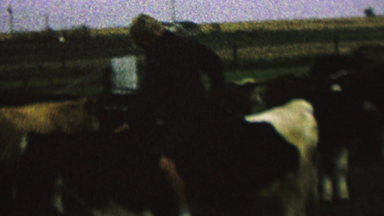 Rider bends forward on a dark cow as cattle stand in a fenced outdoor enclosure.