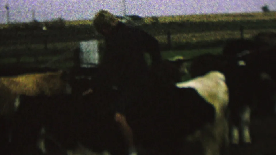 A soft-focus 1962 8mm frame shows the rider leaning forward on a dark cow in a corral, with a white-faced cow and fence rails visible nearby.