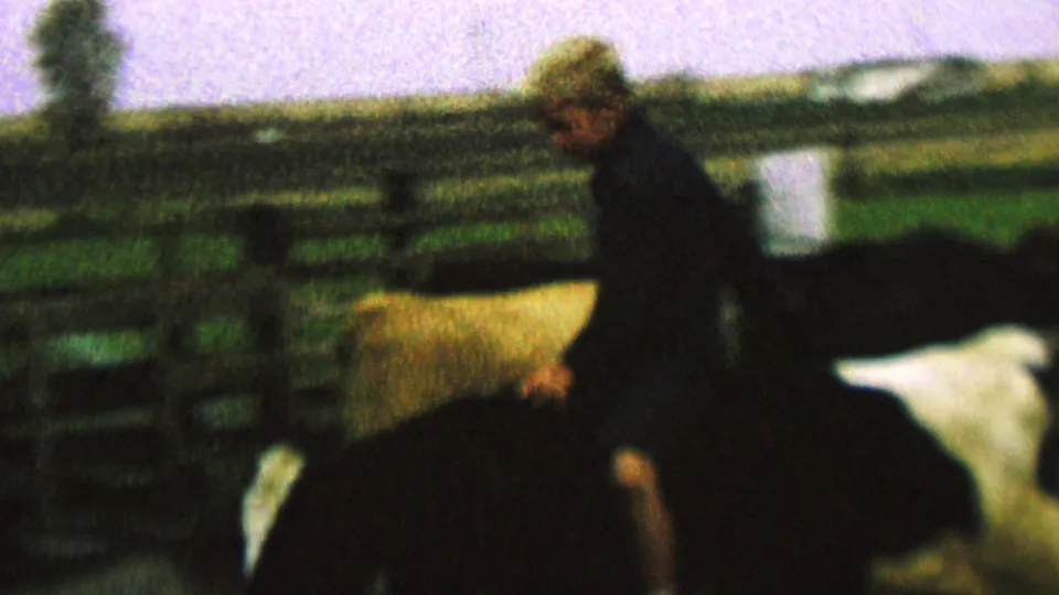 The 1962 home-movie frame shows the cap-wearing rider on a cow moving through a fenced corral, with cattle close to the camera and farmland in the distance.