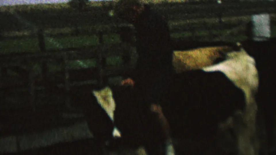 1962 8mm home-movie frame from metadata-supported St. Paul, Minnesota, showing a person in dark clothing near a black-and-white cow in a dim wooden corral.