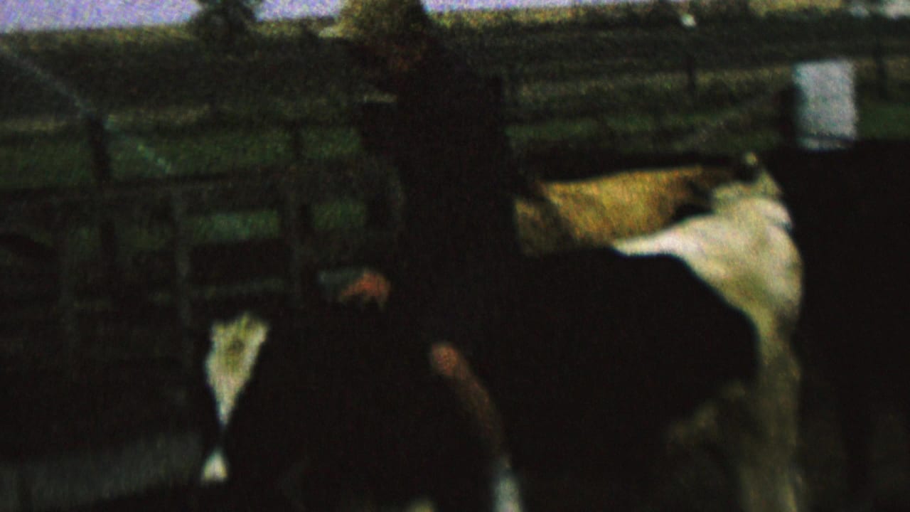 Dark-clothed person positioned over or beside a black-and-white cow near corral fencing.