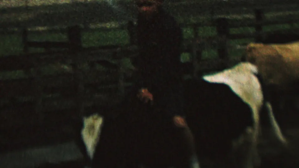 Grainy 1962 8mm frame from the St. Paul clip showing a black-and-white cow close to a dark-clothed person in a shadowed corral setting.