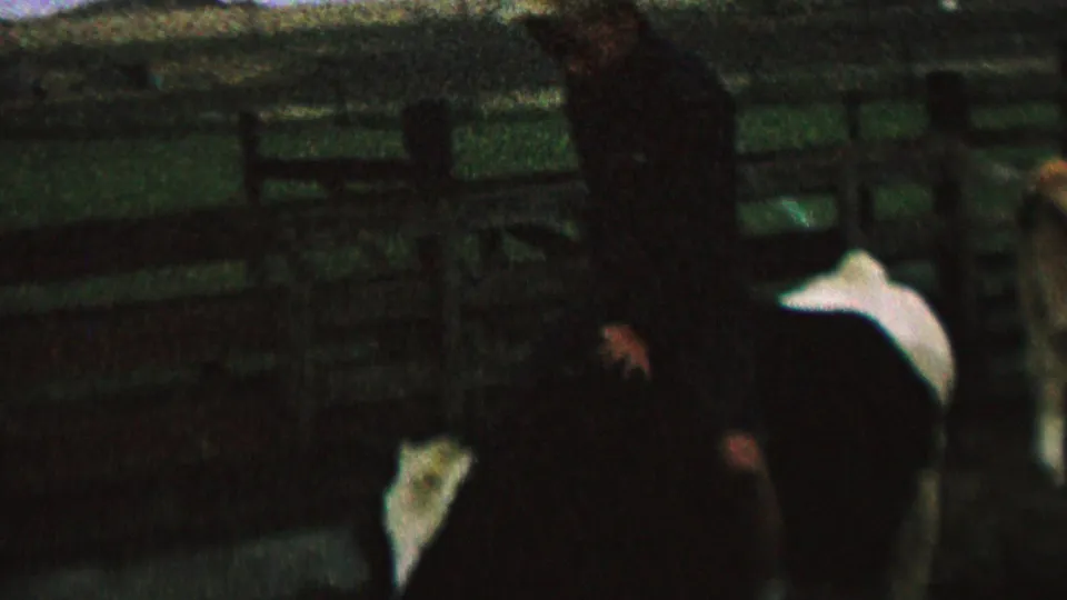 Final 1962 St. Paul home-movie frame showing a dark-clothed person next to a black-and-white cow, with corral rails and indistinct cattle in the background.
